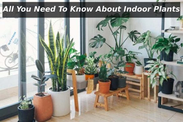 All You Need To Know About Indoor Plants 