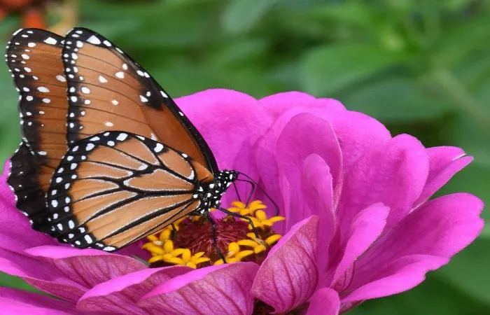 New Monarch Butterfly Studies May Give Reason for Optimism