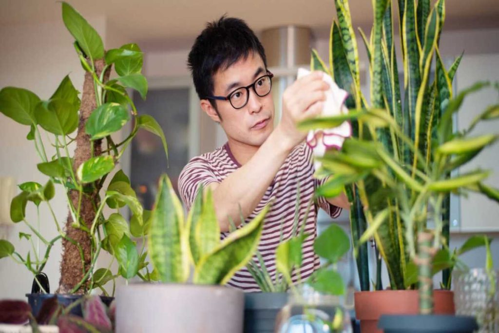 All You Need To Know About Indoor Plants 