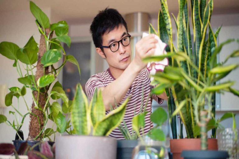 All You Need To Know About Indoor Plants 